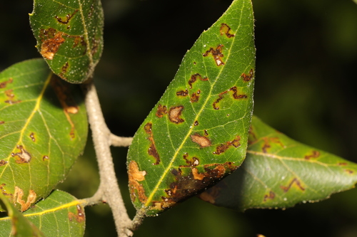 Ectoedemia heringella (Mariani, 1939) van Nieukerken, 1985