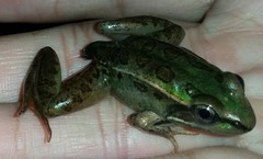 Lithobates lenca
