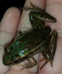 Lithobates lenca
