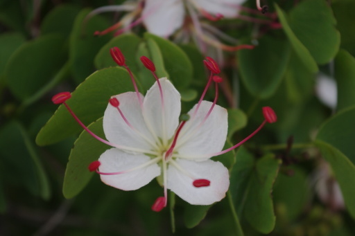 Lysiphyllum hookeri