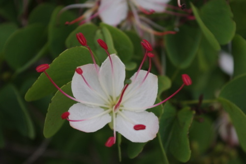 Lysiphyllum hookeri (F.Muell.) Pedley