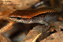 Tsushima Smooth Skink photo 2