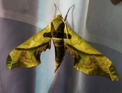 Adhemarius dariensis