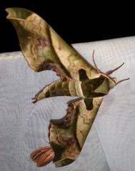 Adhemarius dariensis