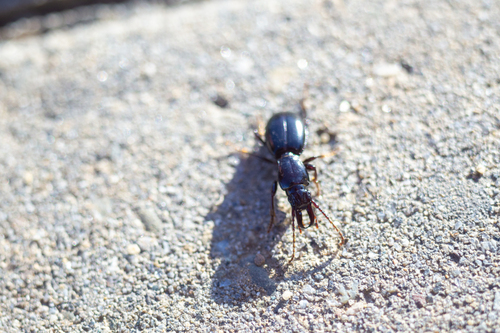 iNaturalist observation photo of Promecognathus