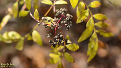 Zanthoxylum schinifolium
