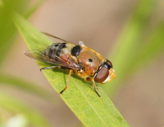 Austalis pulchella