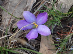 Cheiranthera alternifolia