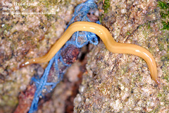 Australopacifica