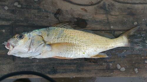 Slender croaker (Micropogonias ectenes) — Sciaenidae — 5