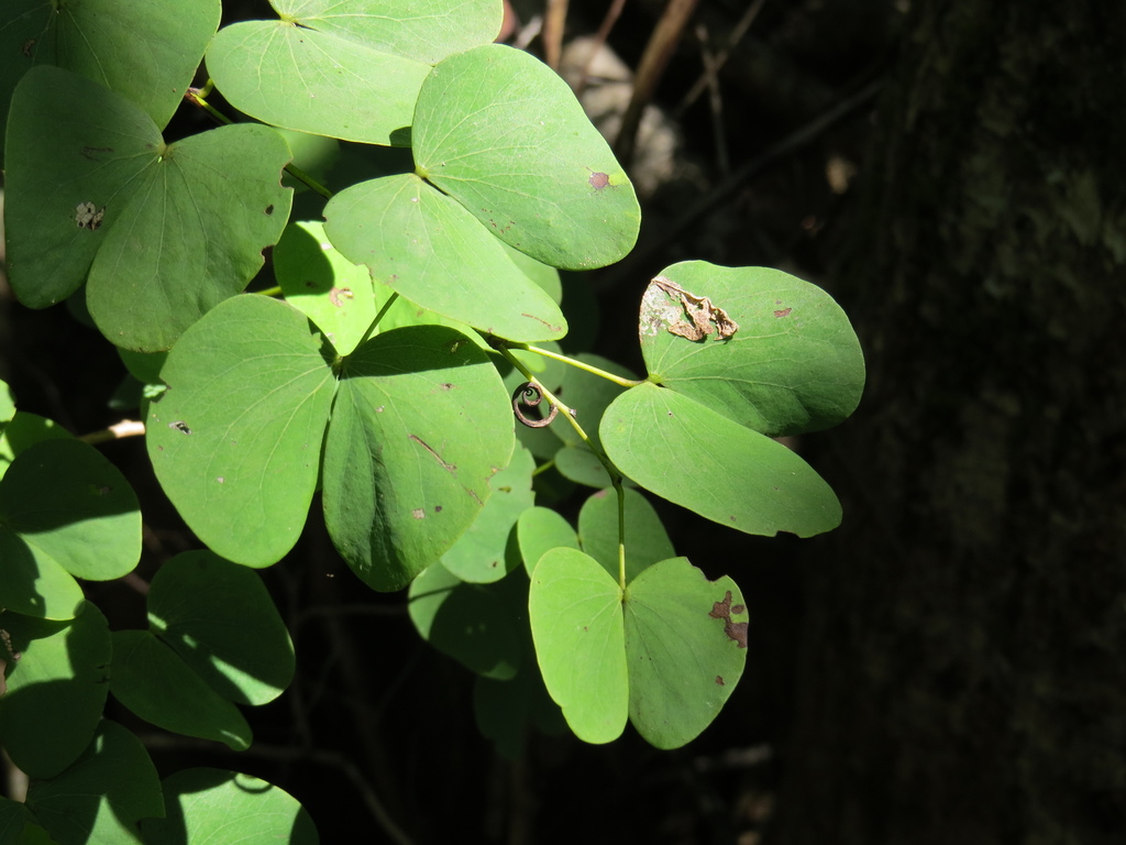 Lysiphyllum
