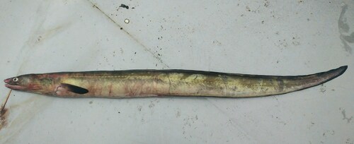 Conehead eel (Cynoponticus coniceps) — Muraenesocidae — 2