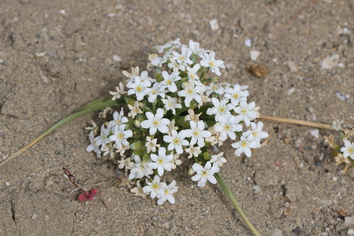 Zephyra compacta (Zephyra compacta)