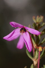 Tetratheca bauerifolia