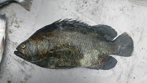 Pacific tripletail (Lobotes pacificus) — Lobotidae — 2