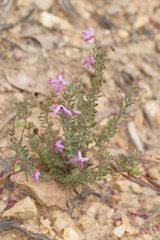 Tetratheca bauerifolia