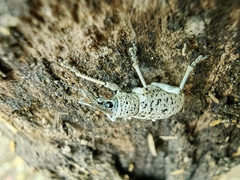 Exophthalmus scalptus image