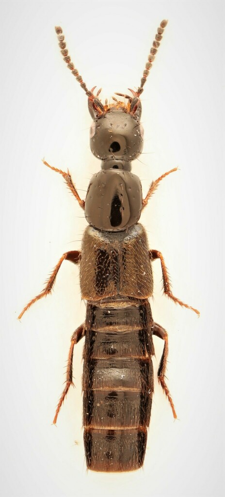 Staph beetle