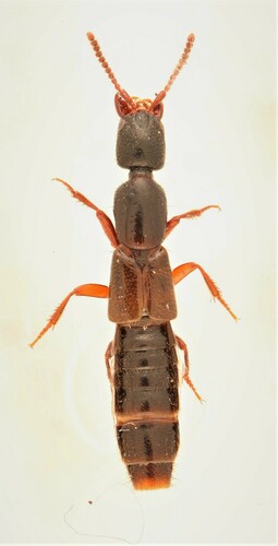 Narrowed Rove Beetle