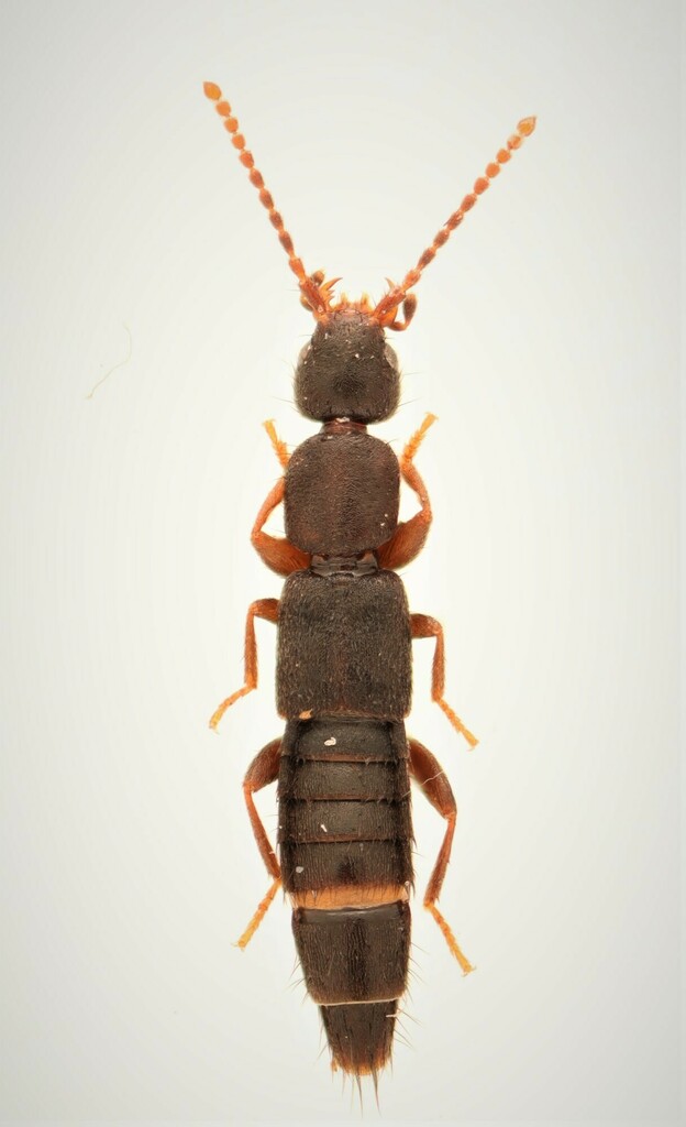 Pseudomedon thoracicus