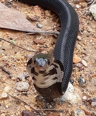 Naja sumatrana