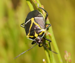 Commius elegans