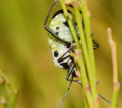 Commius elegans