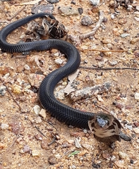 Naja sumatrana