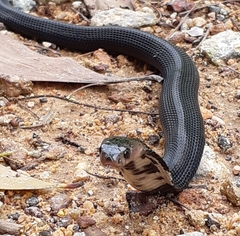 Naja sumatrana
