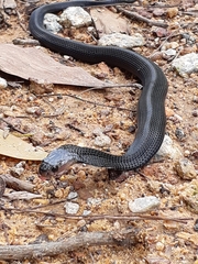 Naja sumatrana