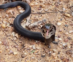 Naja sumatrana