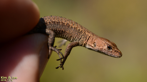 Amur Grass Lizard