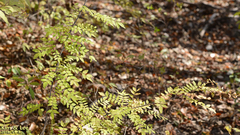 Zanthoxylum piperitum
