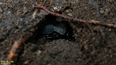 Leptocarabus