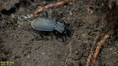 Leptocarabus