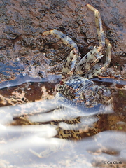 Grapsus longitarsis
