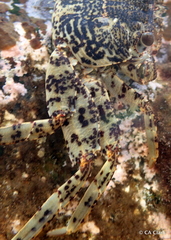 Grapsus longitarsis