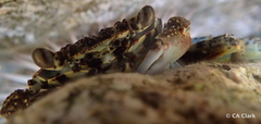 Grapsus longitarsis