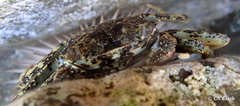 Grapsus longitarsis