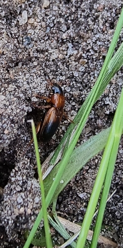 Tweekleurige glansloper, 6708 LP Wageningen, Netherlands, photo 10 of 10