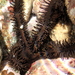Ophiocoma cynthiae - Photo (c) sea-kangaroo, some rights reserved (CC BY-NC-ND), uploaded by sea-kangaroo
