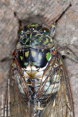 Hyalessa maculaticollis