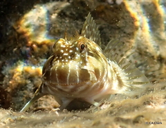 Entomacrodus marmoratus