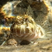 Entomacrodus marmoratus - Photo (c) sea-kangaroo, algunos derechos reservados (CC BY-NC-ND), subido por sea-kangaroo