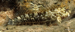 Entomacrodus marmoratus