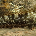 Entomacrodus marmoratus - Photo (c) sea-kangaroo, algunos derechos reservados (CC BY-NC-ND), subido por sea-kangaroo