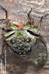 Hyalessa maculaticollis