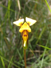 Diuris brevifolia