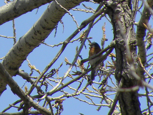 Eastern Bluebird photographed in Nebraska