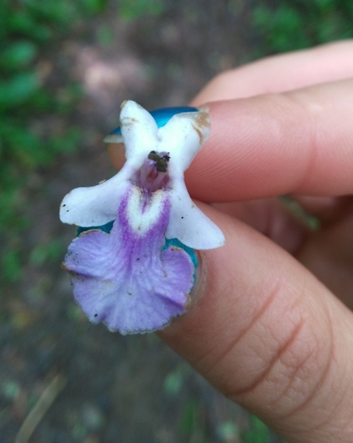 Image of Vitex megapotamica by (c) Agustina Medina, some rights reserved (CC BY)